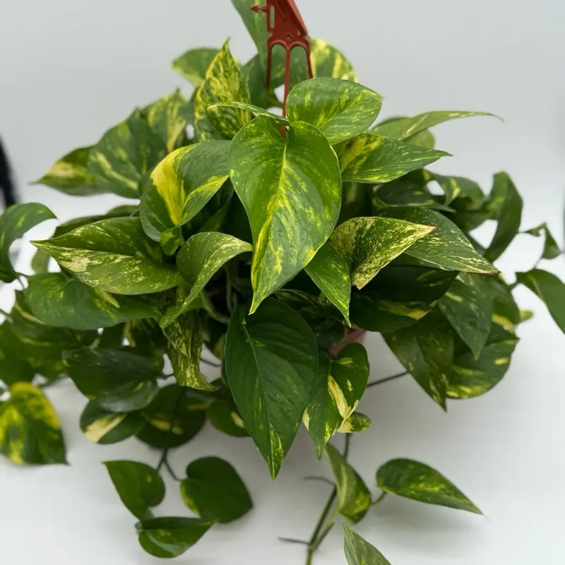 Hawaiian Pothos HB - Rare & Unique Collector's Plant for Beginners - 8 Inch  Live Tropical Houseplant for Indoor Home Decoration - Easy Care & Versatile  Decor - Decorative - TikTok Shop