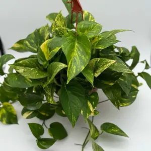 Hawaiian Pothos HB - Rare & Unique Collector's Plant for Beginners - 8 Inch Live Tropical Houseplant for Indoor Home Decoration - Easy Care & Versatile Decor - Decorative
