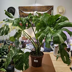 Monstera Thi Constellation XL