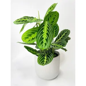Lemon Lime Maranta Prayer Plant