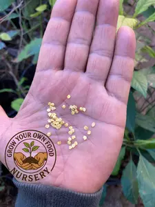 Thai Pepper Prolific Thai Chile Bird's Eye Hot Pepper 50 Non GMO Seeds