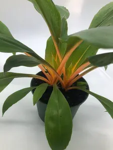 Rare Spider Plant ‘Fire Flash’ – Indoor Live Plant, Vibrant Orange Stems & Glossy Green Leaves, Easy Care, Air Purifying, Bright Indirect Light, Pet Friendly Houseplant