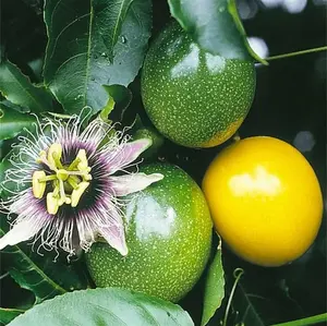 100+ Passion Fruit Seeds for Planting