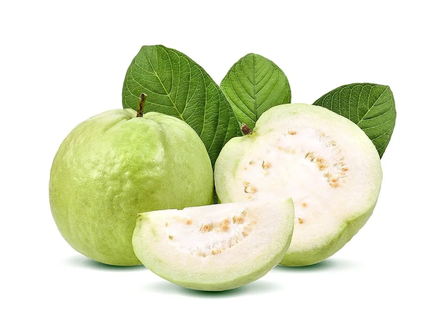 White Guava Tree in 4 inch Pot – Sweet Tropical Fruit Tree