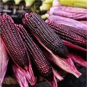 25 Seeds Bap NEP Tim deo Glutinous Sticky Seeds Rare find Asian bap NEP Thai deo ngon tuyet VOI F1 Hybrid Purple Waxy Sticky Rice Corn Purple glutinous Rice Corn 25 Seeds