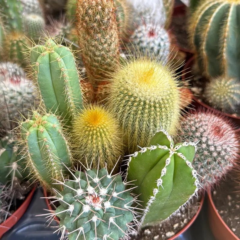 Cacti Garden 3 plants per pot 6 inch pot Random Assortment