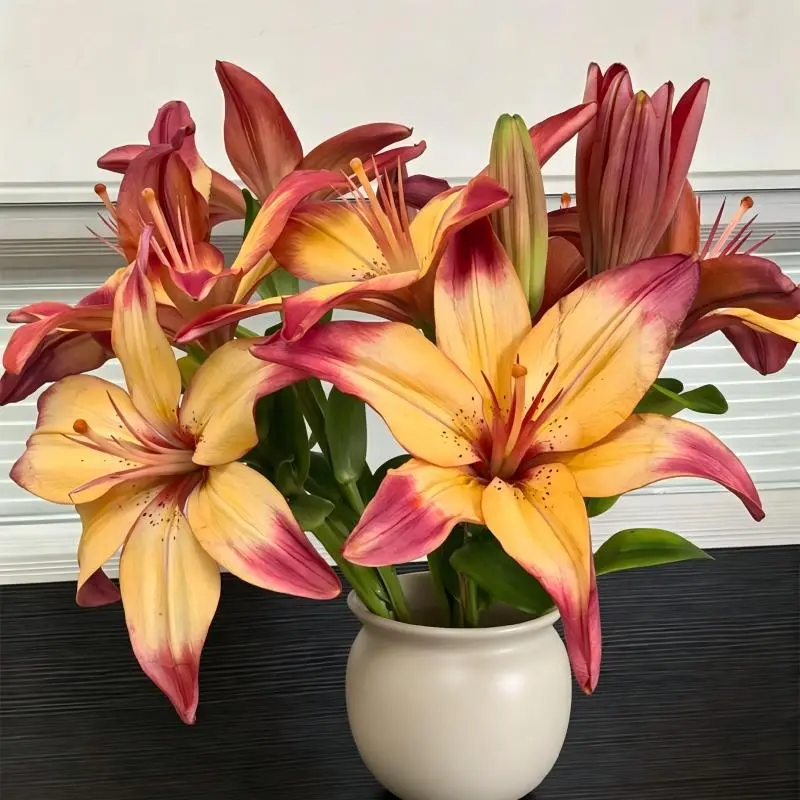Heartstrings Lily Mature Bulbs, 2-Tone Perennial Summer Flower Bulbs, Easy-to-Grow for Beginners, Full Sun, Great for Patio Planter & Cut Flower Arrangement