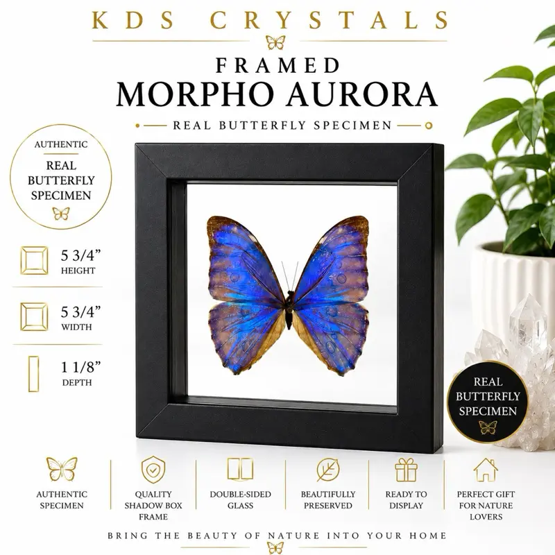 Real Preserved Morpho Aurora Butterfly Art Shadowbox- Framed, Double-Sided Glass Display, Natural History Decor
