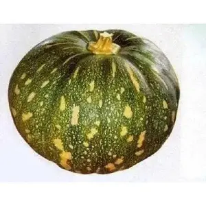 Pumpkin SeedS (Calabaza) Winter Squash - Green with Yellow Spots