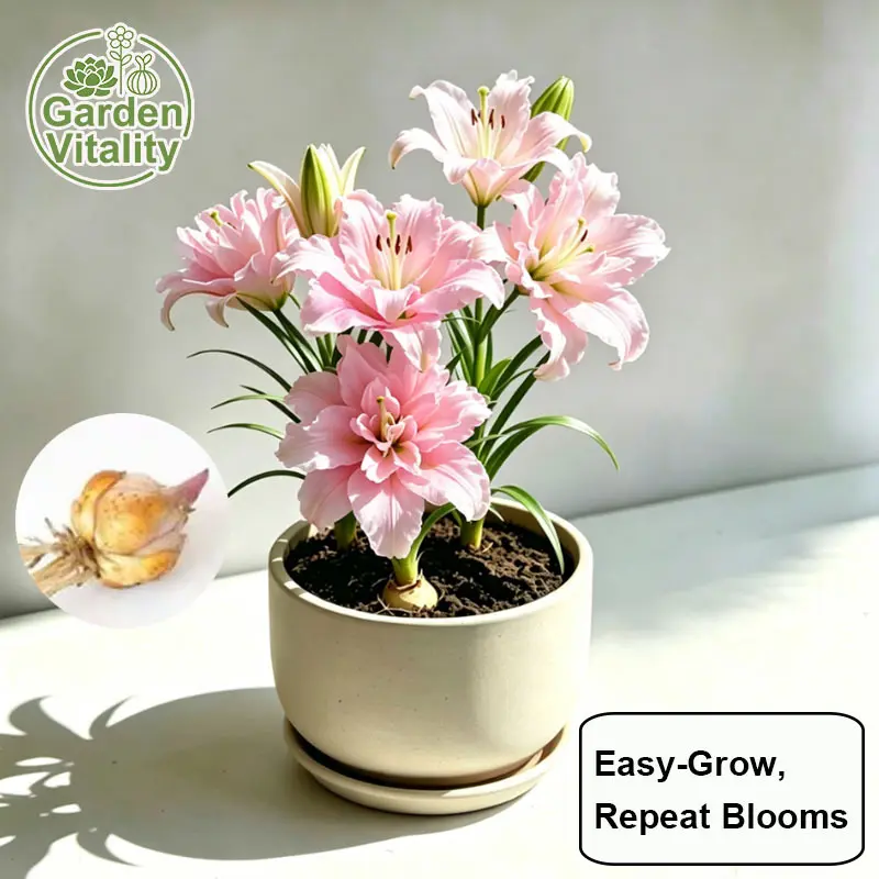 2PC   Grow gorgeous lilies at home easily Lily bulbs in stock