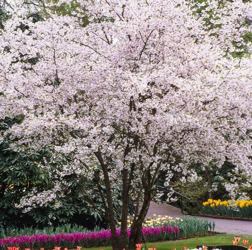 Autumnalis Flowering Cherry, Cherry Blossom Tree Plants, 8 to 12 Inch Tall Live Cherry Blossom Flowers Plant, Live Cherry Blossom Tree Plants, Cherry Flowers Tree Plant, Ready to Plant Outdoor Garden