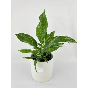 Variegated Spathiphyllum 'Domino'