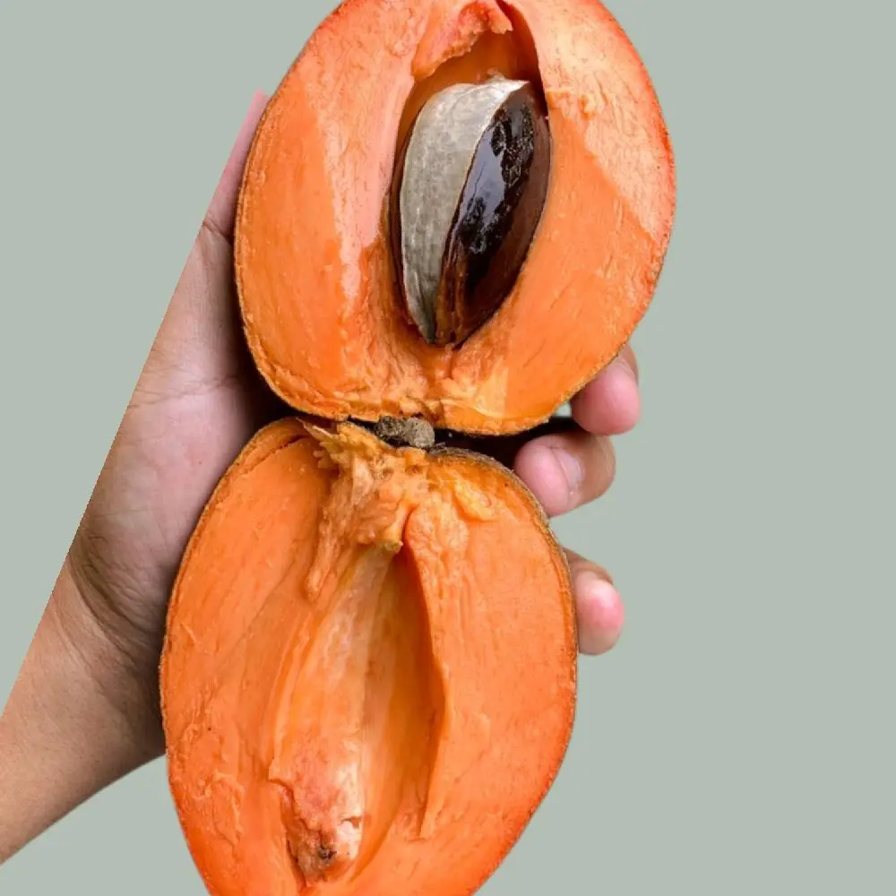 Mamey magaña tree crafted 3 gal - TikTok Shop