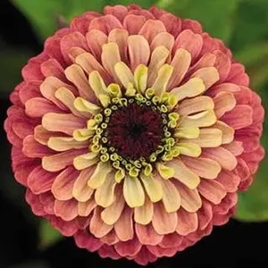 200pcs Zinnia Flower Planting Seeds, Easy to Grow, Perfect for Spring Garden, Queeny Lime Orange