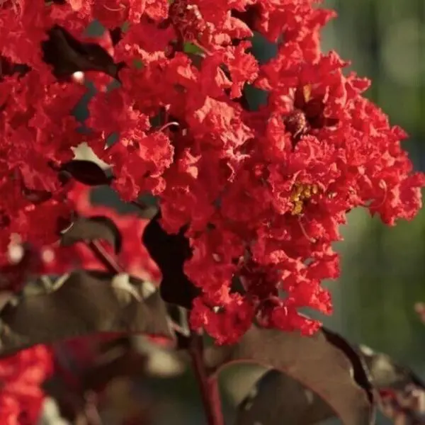 Green River 20 Red Crape Myrtle Seeds - Crape Myrtle Flower Seed Pack, Heat-Resistant Foliage, Summer Ornamental Garden Accent, Perennial Tree for Vibrant Landscapes