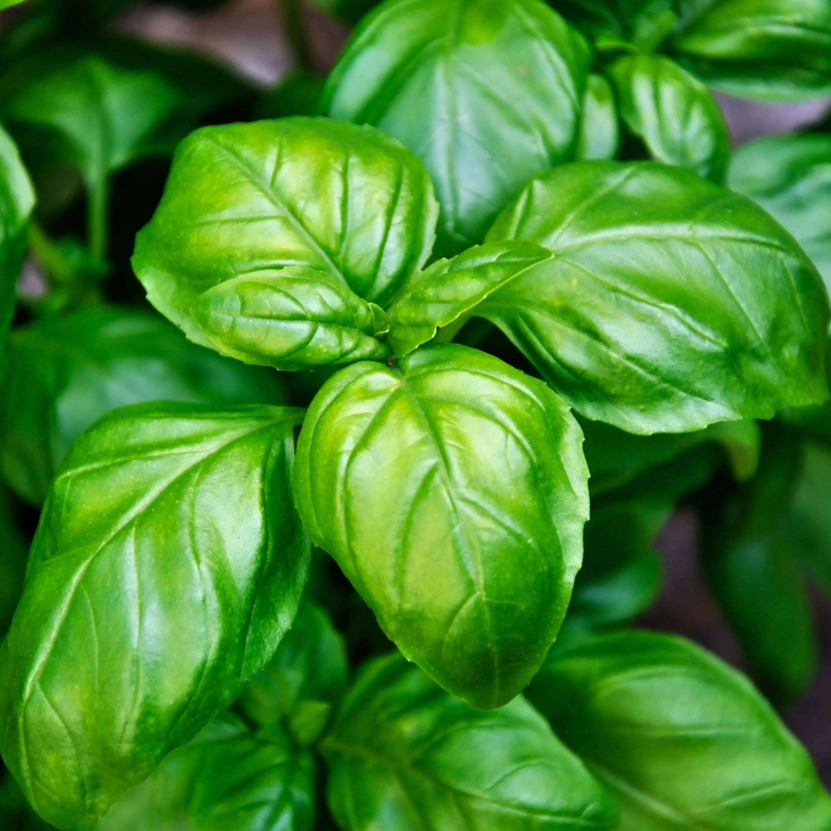 Italian Large Leaf Basil (Ocimum basilicum 'Italian Large Leaf') Organic Seeds – Large Aromatic Leaves, Essential for Italian Cooking and Fresh Garden Recipes