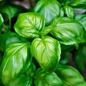 Italian Large Leaf Basil (Ocimum basilicum 'Italian Large Leaf') Organic Seeds – Large Aromatic Leaves, Essential for Italian Cooking and Fresh Garden Recipes