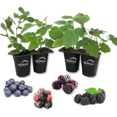 Blue Raspberry Bush - TikTok Shop