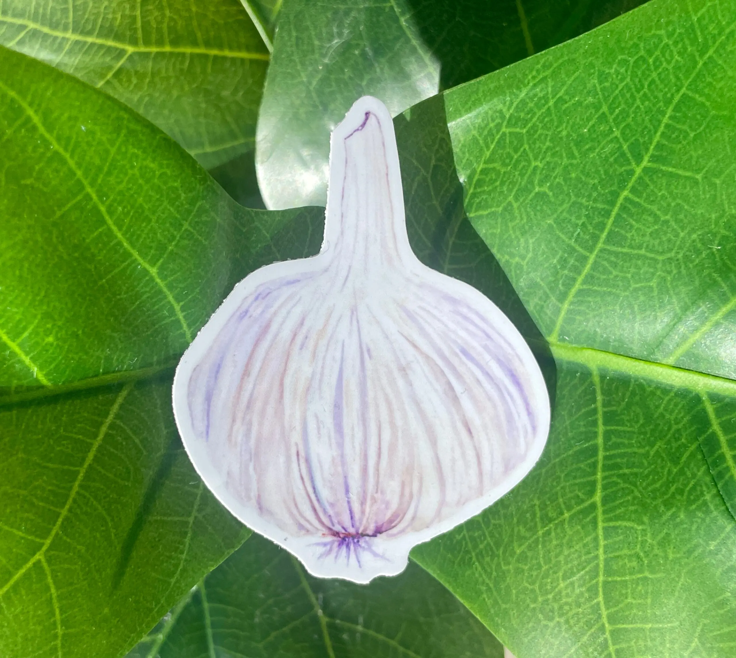 Garlic Sticker Garlic Sticker
