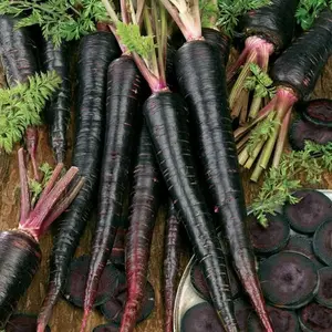 Black Nebula Carrot (Daucus carota 'Black Nebula') Organic Seeds – Deep Purple Roots, Rich in Antioxidants, Sweet Flavor for Fresh Eating