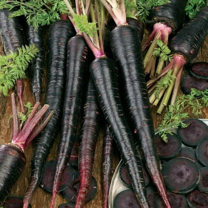 Black Nebula Carrot (Daucus carota 'Black Nebula') Organic Seeds – Deep Purple Roots, Rich in Antioxidants, Sweet Flavor for Fresh Eating