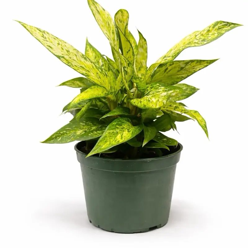 Dieffenbachia 'Starlight' 6 Inch Pot - Vibrant Green Leaves in a 6 Inch Pot for Indoor Plants