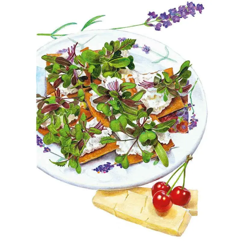 Mild Mix Microgreens Seeds, Vegetable Seeds for Home Planting Garden Supplies, Home Planting Seeds