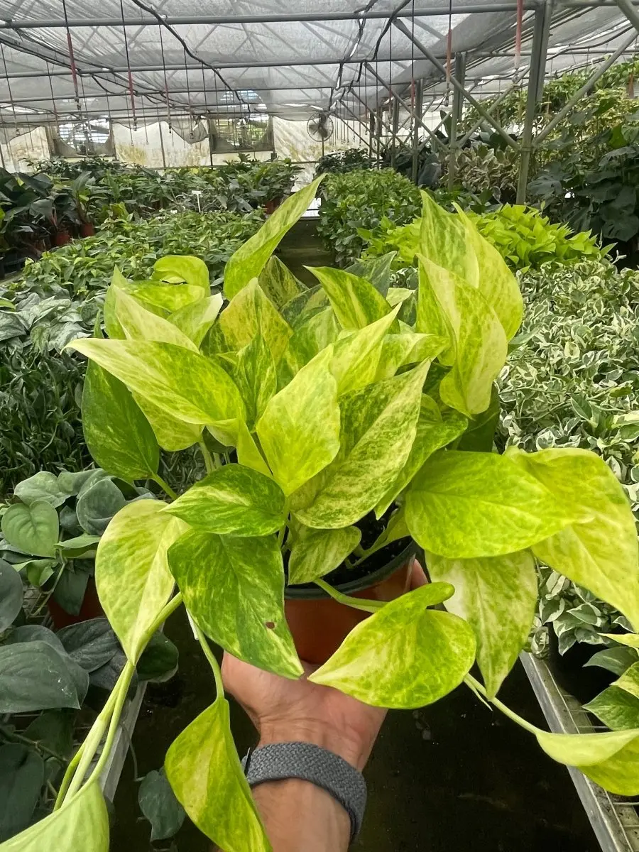 House Plant Dropship 6-POTHOS-NEON.QUEEN Pothos Neon Plant, 6-Pack Pothos -  TikTok Shop