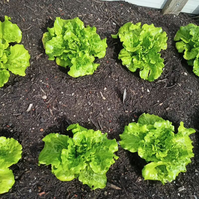 Nevada Lettuce Seeds – Open-Pollinated | Heat-tolerant crisphead lettuce with tender green leaves, bolt-resistant, perfect for summer gardens