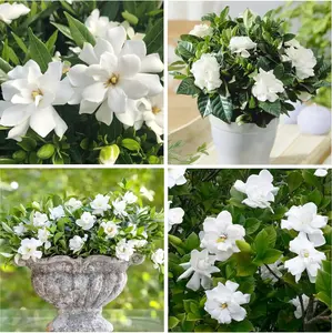 50+ pcs  Gardenia Seeds  Jasmine Flower Seed for Home Garden Planting