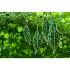 2 to 100 Indian Babe Short Bitter Melon Seeds for Planting,Kho qua lun gai - Non-GMO Heirloom