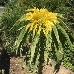 Yellow Amaranth Organic Seeds (Amaranthus spp.) – Vibrant golden-yellow foliage with edible leaves and seeds, perfect for ornamental gardens or nutritious grain harvests.