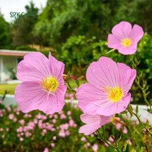Showy Evening Primrose Seeds | 500 Seeds