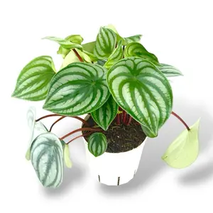 Peperomia Watermelon, 4 Inch Pot, Live Plant