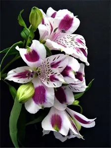 50 Heirloom Lily Seeds Fragrant Flower Plant (much less money than bulbs)