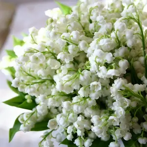 1000 Canterbury Bell Seeds – Bright, Long-Lasting Flowers That Make Your Garden Come Alive