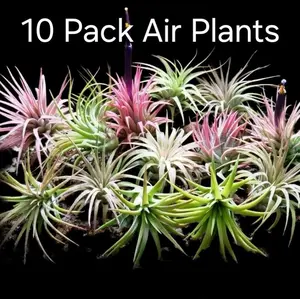 10 Pack Mini 1.5" Air Plants Ionantha Rubra A Hardy Variety In Green or Pink Great for Beginners Indoor or Outdoor Houseplant Decorative Silk Plants