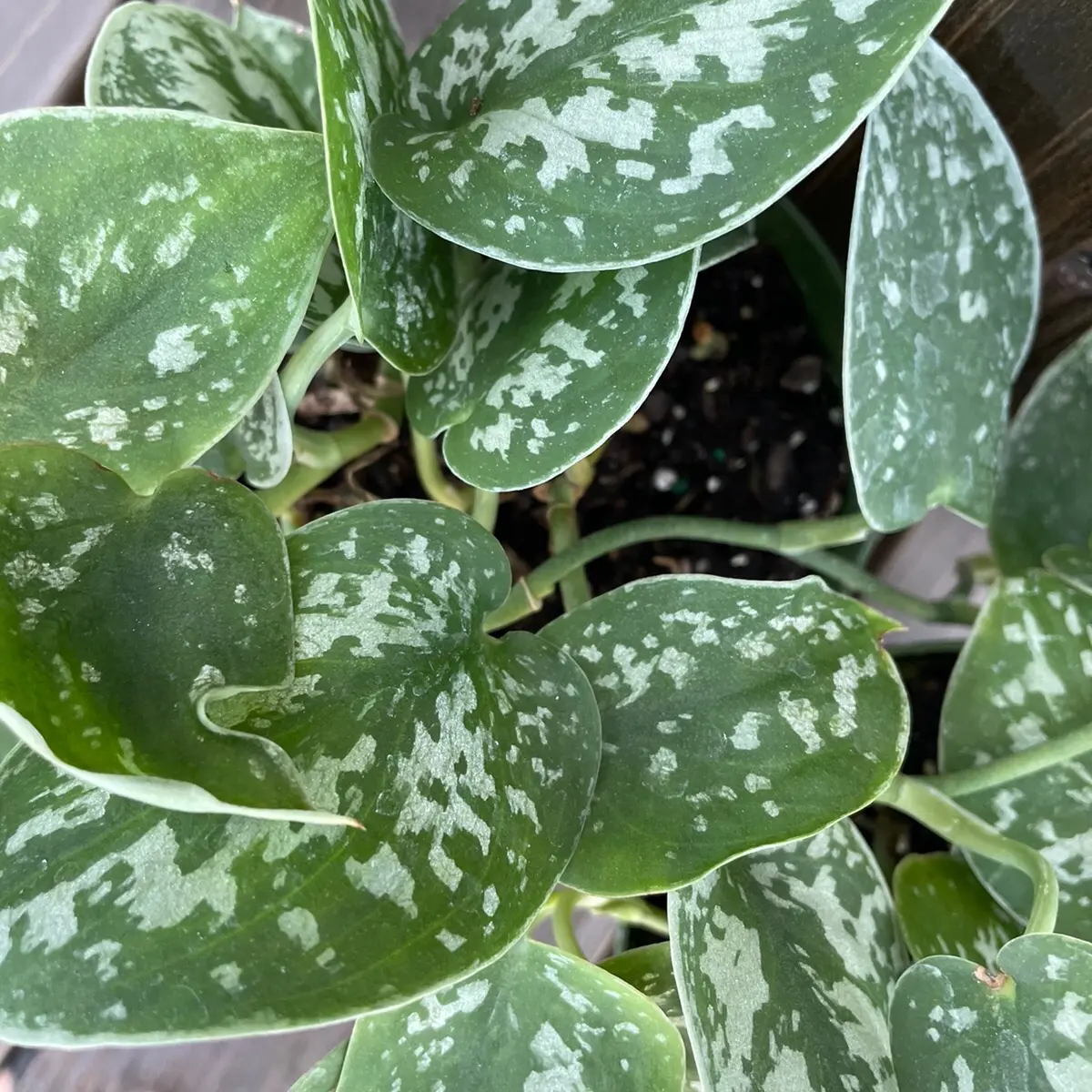 Scindapsus Pictus Silver Satin Plant, Vibrant Tropical Gardening Option for Home Decor