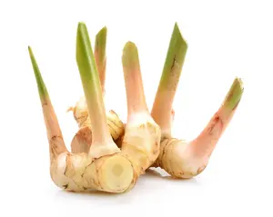 Tasty Thai Ginger Galanga Plant, Rhizome, and Roots 6-8" 3 plants