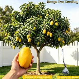 Mango seedling, 2–3 years old. Bare root, healthy roots. Plant in ground or pot. Good for garden, balcony, patio.