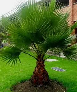 Washingtonia filifera | California Desert Fan Palm | Petticoat | 10_Seeds