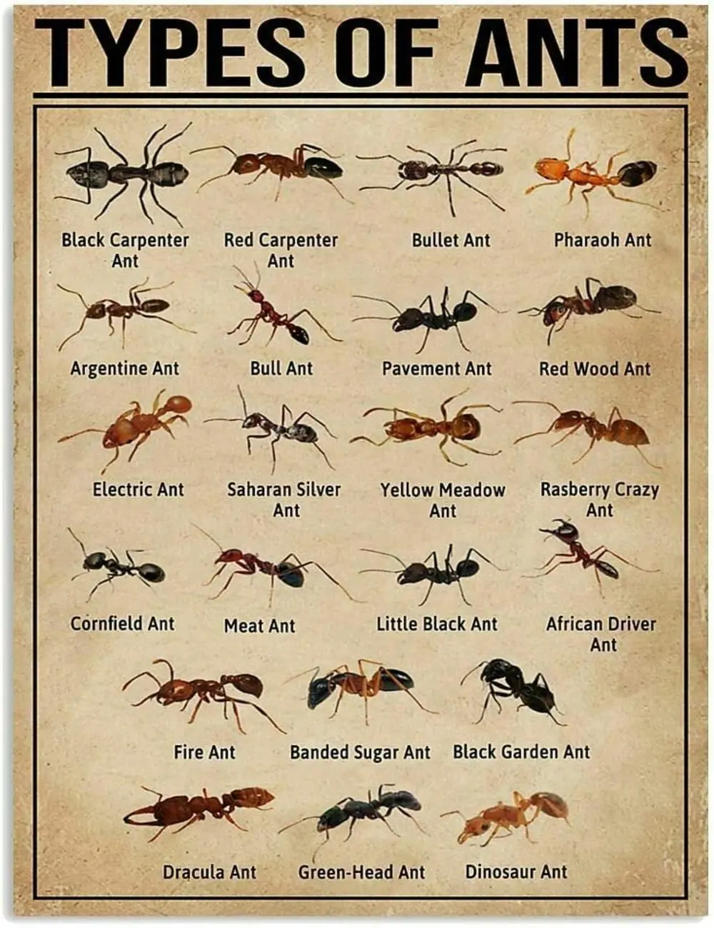 Types of Ants Poster, Ant Species Chart, Ant Identification Guide, Ant Science Educational Poster, Insect Knowledge Wall Art, Entomology Classroom Decor, Ant Lover Wall Decor, Nature Science Reference Chart, Metal Tin Sign, Farm Home Office Decor