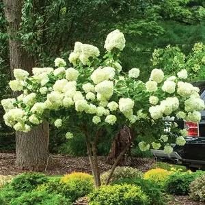 Lime Hydrangea Plant Live for Planting - Hydrangea Live Shrub for Planting - In Quart Pot - 6-12inches Tall - No Ship To AK, HI and P.R.