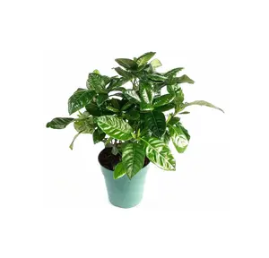 Live Mature Gardenia Plants, Gardenia Jasminoides, Common Gardenia – Houseplants, Garden Plants, Flowering Plants, Fragrant Plants, 4.5" Pot