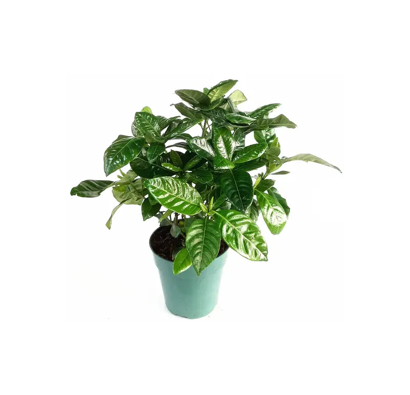strelitzia indoor plant Medium Bird Of Paradise  Dahing Plants