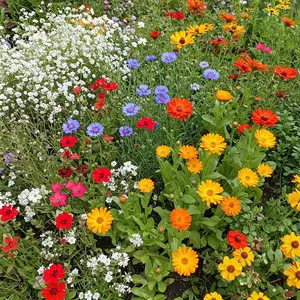 Easy Care Children’s Garden Mix Bulk Flower Seeds, 1lb