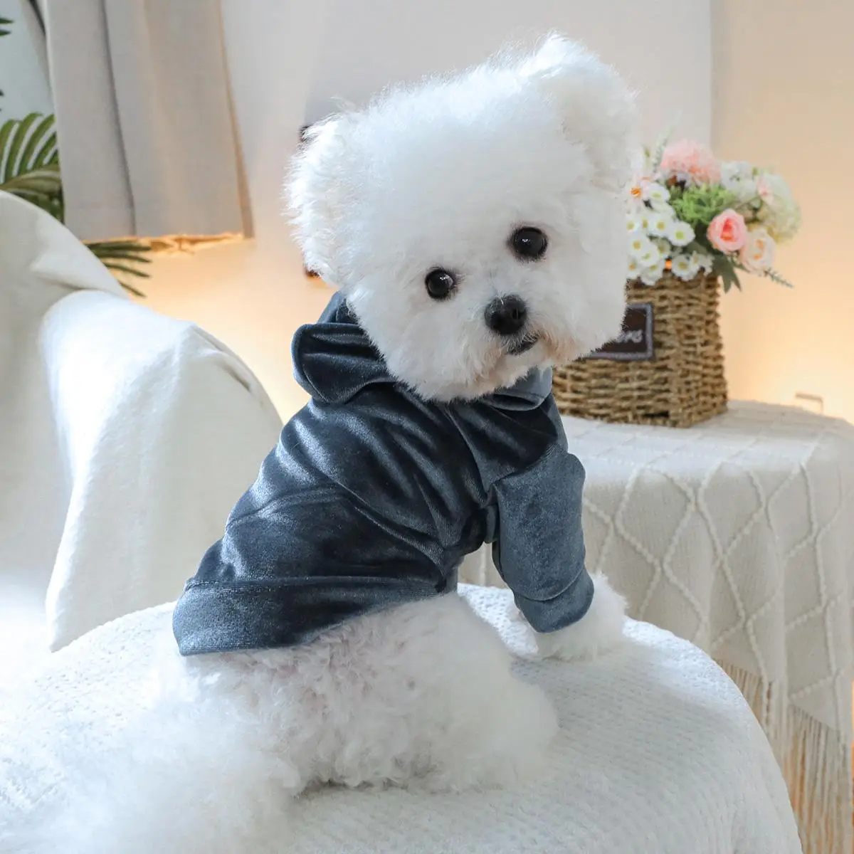 Velvet Hoodie, Comfortable Pet Hoodie, Pet Clothes for Small Medium Large Dogs, Fashionable Pet Clothing, Dog & Cat Clothing Supplies