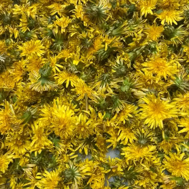 Simple Dandelion Salve- 2oz., wildcrafted and organic