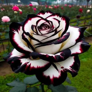 (2 Pack) 300pcs Mixed Rose Seeds for Garden Planting, Mixed Color Ornamental Flower Seeds Only, Not Live Plants