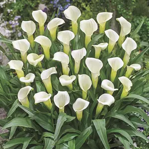 Intimate Ivory Calla Lily Bulbs